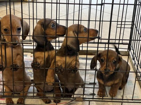 Image 6 of KC Miniature Dachshund puppies, PRA clear