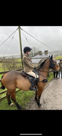 Image 3 of 14.2hh standard bred looking for new home