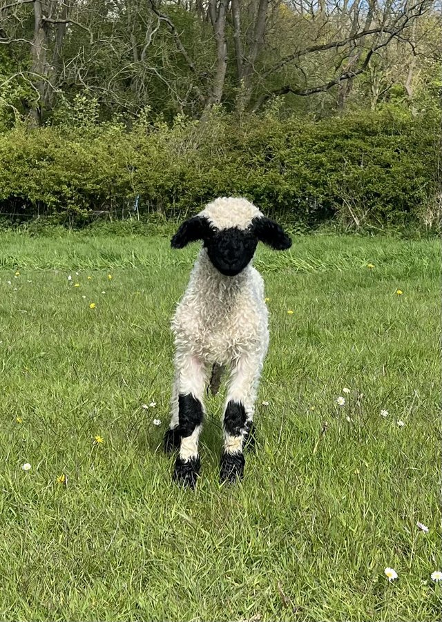 Preview of the first image of Valais Blacknose Lambs available..