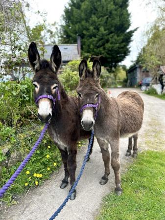 Image 3 of Beautiful pair of donkeys, Jenny & gelding