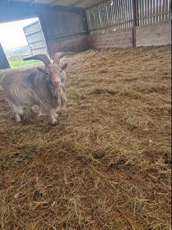 Image 3 of Billy Pygmy Goat for sale