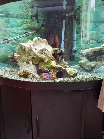 Image 5 of Tropical fish and jewel trigon Corner tank
