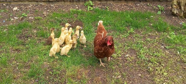 Image 1 of Broody Hen and Ducklings