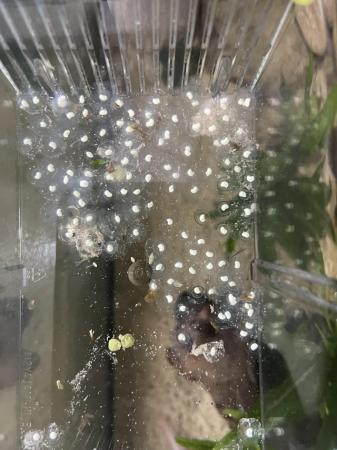 Image 1 of Axolotl ‘bean’ eggs £1.00 each