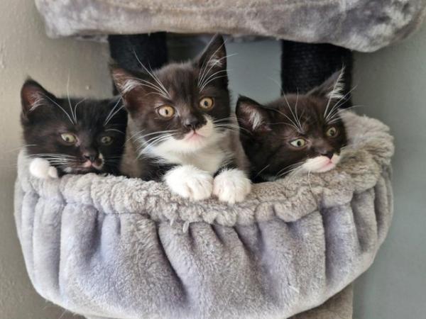 Image 7 of BSH mixed litter kittens