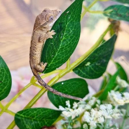 Image 46 of Beautiful Crested Geckos!!! (ONLY 1 LEFT)