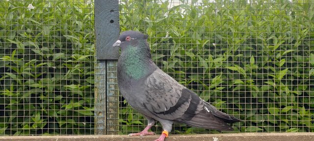 Image 3 of Black Iranian tumbler pigeons