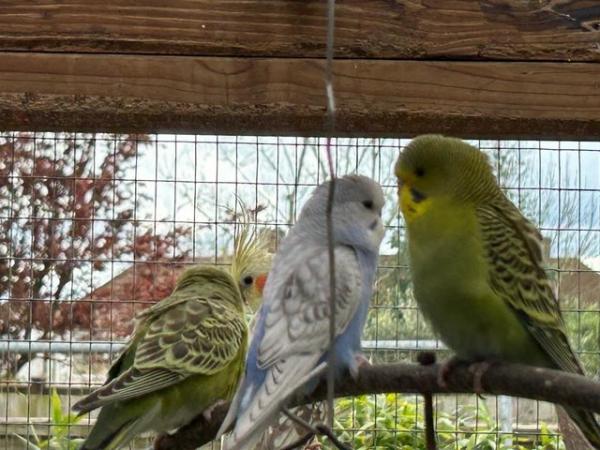 Image 18 of 6 baby budgies for sale various colours