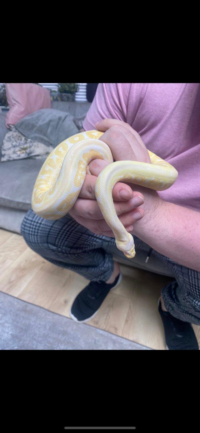 Preview of the first image of Albino black pastel ball python and full set up!.