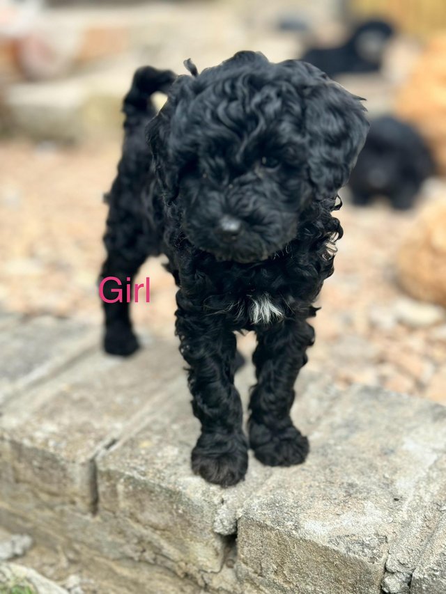 Preview of the first image of Available Now. Only 2 left Miniature poodle x cockerpoo.