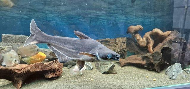 Image 4 of Iridescent Shark 2.5ft catfish