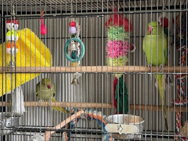 Image 6 of Two Stunning Indian Ring-necked Parrots Green 2YO with Cage