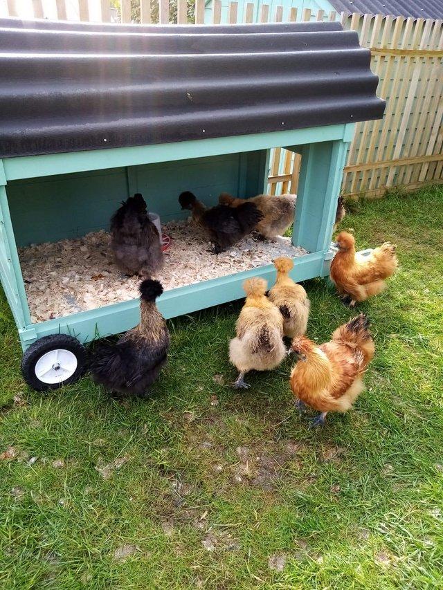 Preview of the first image of Silkie Hatching Eggs For Sale £2 Each.