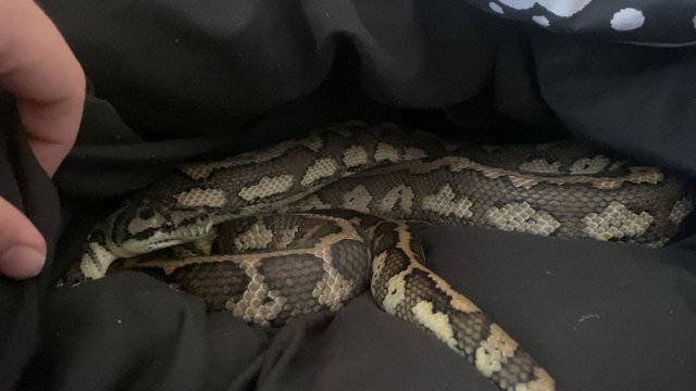 Image 3 of Carpet python (Scotland)