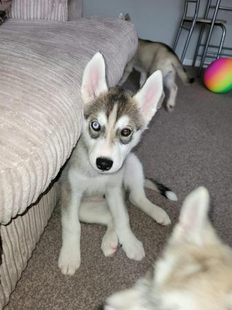 Image 12 of 3 gorgeous Siberian husky puppies for sale!
