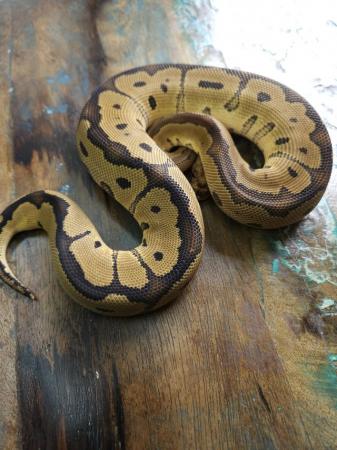 Image 5 of Red Stripe Clown 1.0 Male Ball Python
