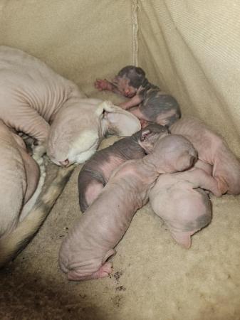Image 3 of Sphynx kittens for sale