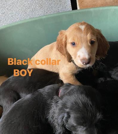 Image 8 of *1 LEFT* Beautiful sprocker puppies from working parents