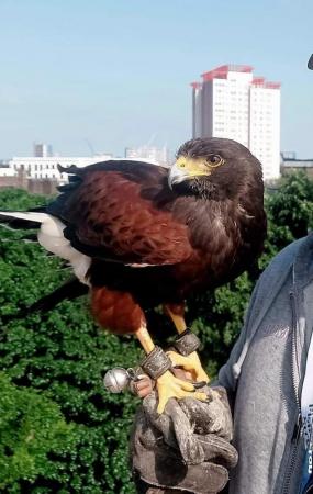 Image 5 of Harris hawk for sale 4 years old