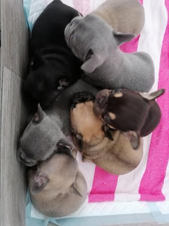 Image 3 of French bulldog puppies ready in 3 weeks