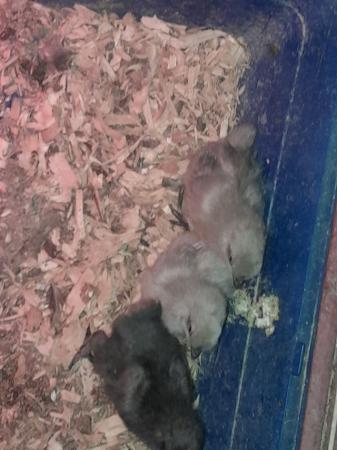 Image 2 of 3 silkie chicks 1 week old