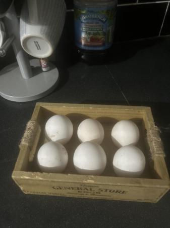 Image 2 of Leg horn hatching eggs large fowl