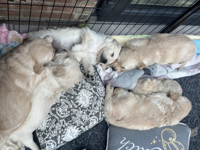 Preview of the first image of ??Golden Retriever puppies Ready to leave mid April.