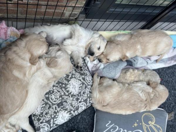 Image 1 of ??Golden Retriever puppies Ready to leave mid April