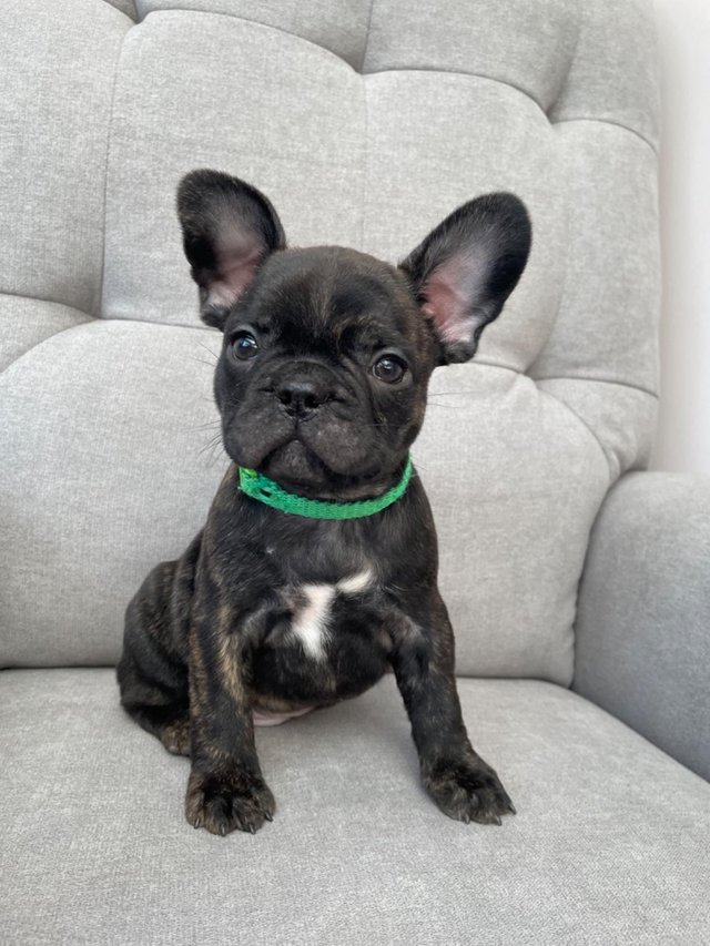 Preview of the first image of *Price Reduced* 12week old French Bulldog brindle puppies.
