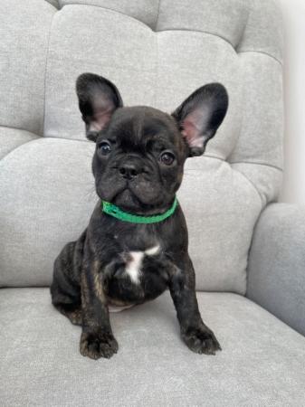 Image 1 of *Price Reduced* 12week old French Bulldog brindle puppies