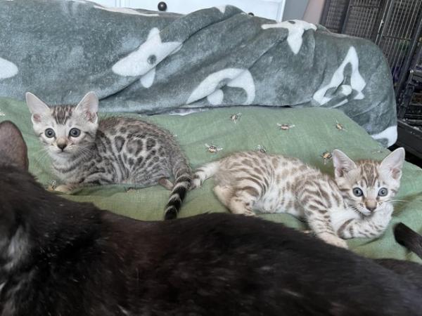 Image 1 of Beautiful tica bengal kittens