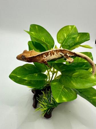 Image 5 of Crested gecko hatchlings (reds/harlequins/lilywhites
