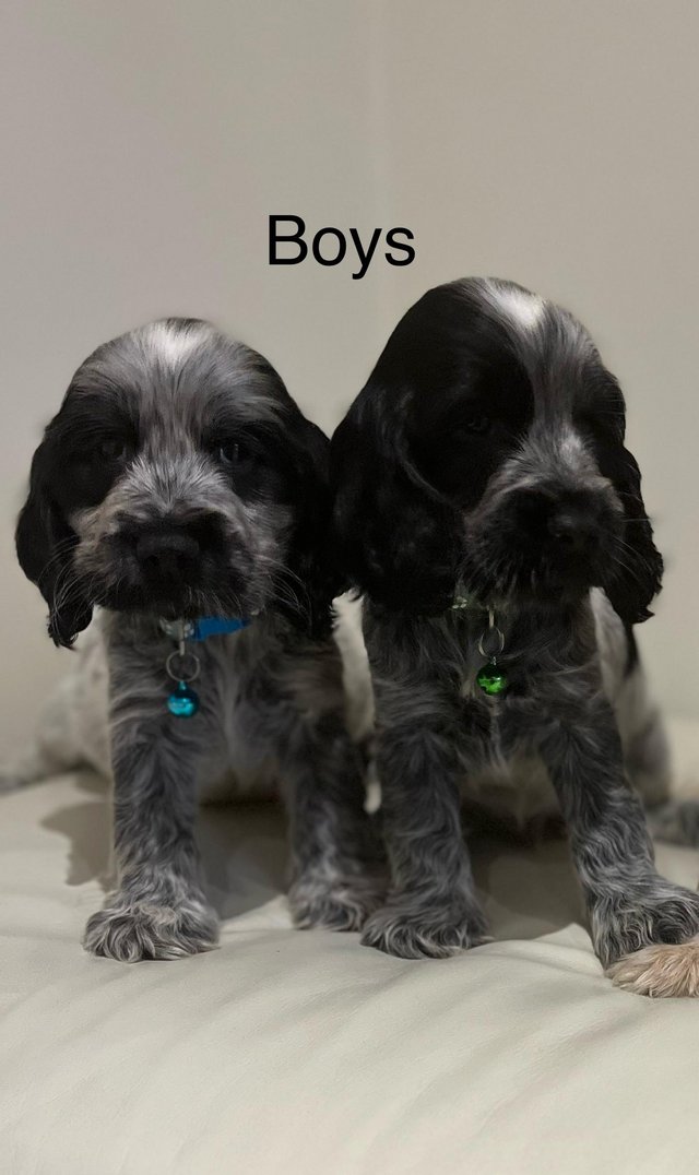 Preview of the first image of Kc show cocker spaniels blue roan puppies ready to leave.