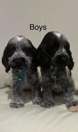Image 1 of Kc show cocker spaniels blue roan puppies ready to leave