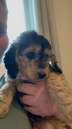 Image 2 of F1B cockapoo puppies **ONLY 1 FEMALE LEFT**