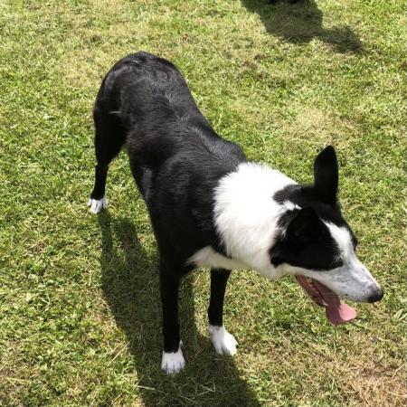Border collie looking for new home, 5 years old for sale in Coleford, Glos