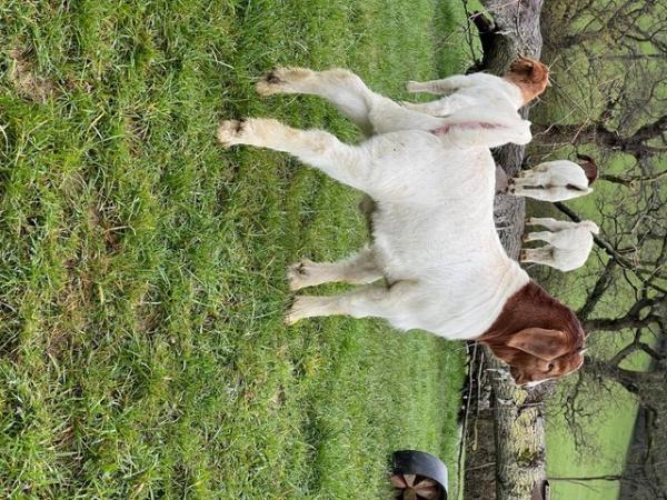 Image 2 of Beautiful boer goats with good quality kids at foot