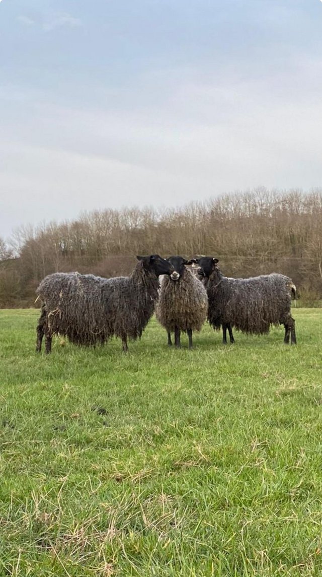 Preview of the first image of 3 unregistered pedigree gotland ewes.
