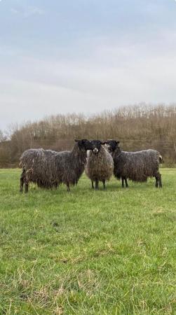 Image 1 of 3 unregistered pedigree gotland ewes
