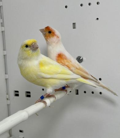 Image 4 of Beautiful Pair of Mosaic Canaries For Sale