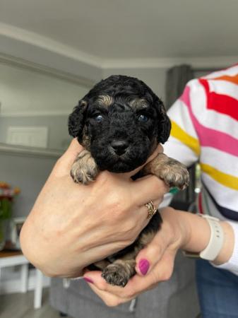 Image 6 of Toy Poodle Puppies for Sale