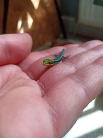 Image 3 of Phelsuma klemmeri/ Neon Day Gecko for sale