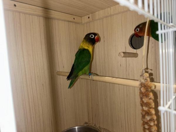 Image 1 of Breeding pair of lovebirds