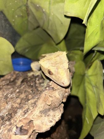 Image 6 of I have some crested geckos and tortoises with set ups