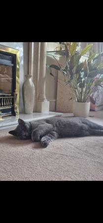 Image 1 of Beautiful British Shorthair one year old male cat