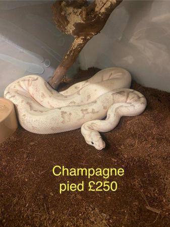 Image 20 of Mixed sex and colour Royal pythons from £80