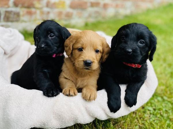 Image 5 of Ready Saturday - Beautiful F1 Labradoodle Puppies KC Parents