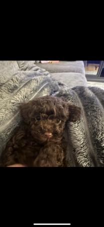 Image 13 of One left! REDUCED READY NOW Gorgeous cockapoo puppies.