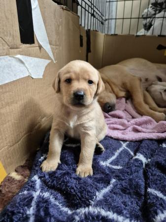 Image 6 of Labrador puppies looking for their forever homes