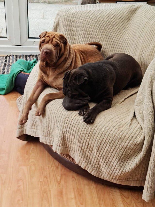 Preview of the first image of Shar pei boy and girl looking for new home.